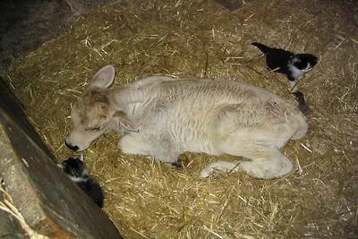 Ferienwohnung mit 2 Schlafzimmer