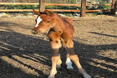 Haus Sogni di Giove mit PRIVATPOOL