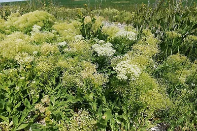 Ritiro panoramico a Borgnaes -- By Traum...