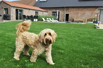 Ferienhaus in Vlaanderen f�r 3 Personen