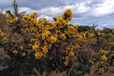 5 Personen Ferienhaus in Rørvig-By Traum