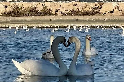 Marina Baie des Anges