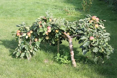 Vakantiehuis met 2 slaapkamers