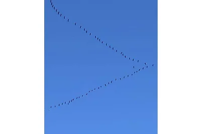 Bernsteinbeobachter||