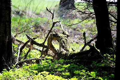 Doppelhaushälfte in Hasselfelde