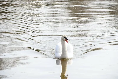 Bungalow comfort a Loosdrecht vicino ad...