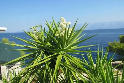 Jakov direkt am Meer