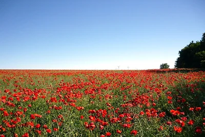 Mozart "Maurine"