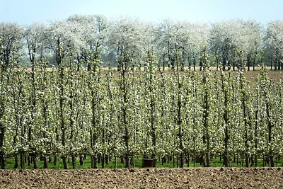 Appartement met uitzicht op alpaca's