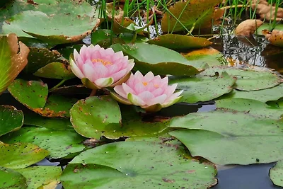 Ritiro di lusso con piscina -- By Traum...