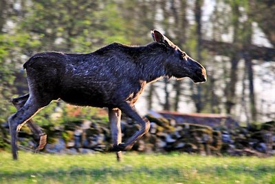 8 Personen Ferienhaus in SÄLEN