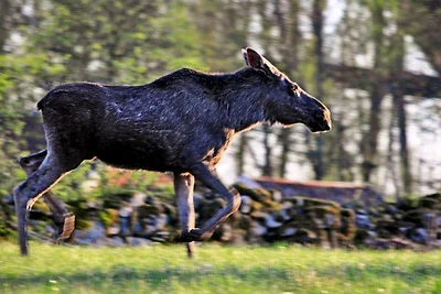 8 Personen Ferienhaus in SÄLEN-By Traum