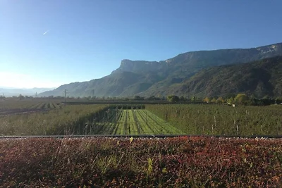 "Rosso" nella fattoria Sandweisen