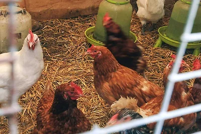 4 Sterne Ferienhaus in Asaa