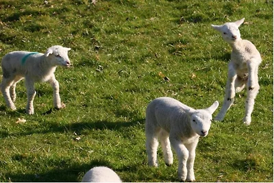 Ferienwohnung mit 2 Schlafzimmer