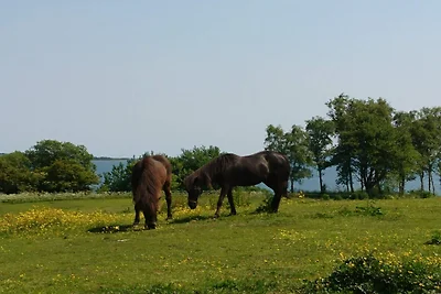 12 Personen Ferienhaus in Aabenraa-By Traum