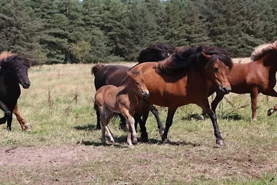 4 Personen Ferienhaus in Blokhus-By Traum