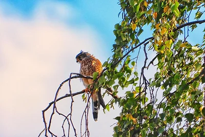 Doppelhaushälfte in Hasselfelde