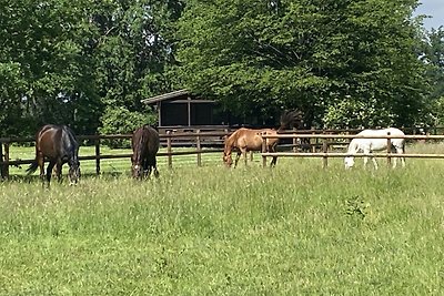 Vakantiehuis op een manege