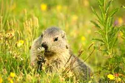 Residenz Le Parc Des Airelles