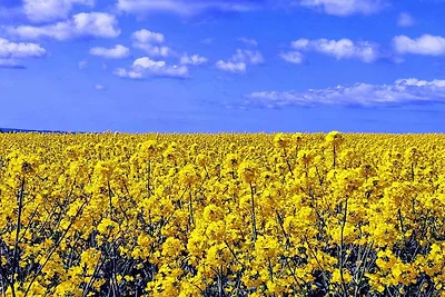 4 Personen Ferienhaus in Jægerspris-By Traum