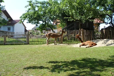 Ferienhaus mit 3 Schlafzimmer