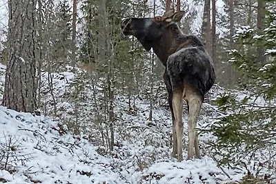4 persone case ad Värmlands Nysäter