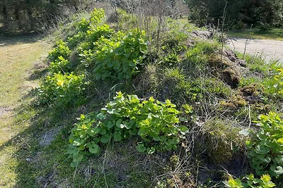 6 persoons vakantie huis in Pandrup-By Traum