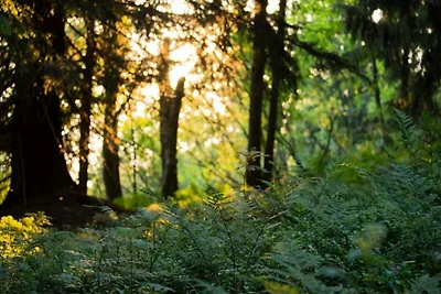 Apartment in Lachat mit direktem Zugang zu de...
