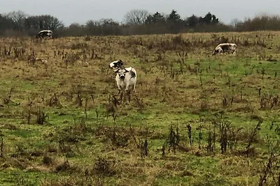 "Baumhaus Schleswig-Holstein"