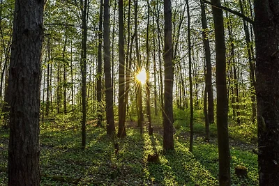 Moderna casa vacanze vicino alla foresta