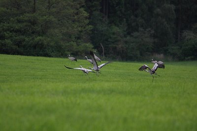 Reihenhaus Rotkehlchen, Lohmen