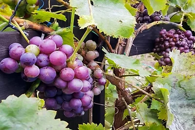 4 Personen Ferienhaus in INGARÖ