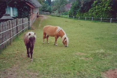 Ute von Lingelsheim