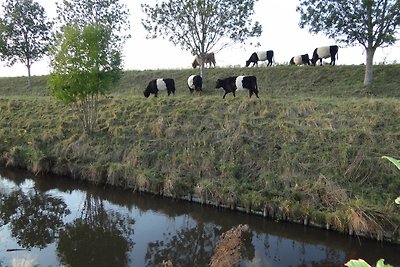 Comfortabel vakantiehuisje in Schoondijke