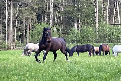 Almgut Farm || Faistenau
