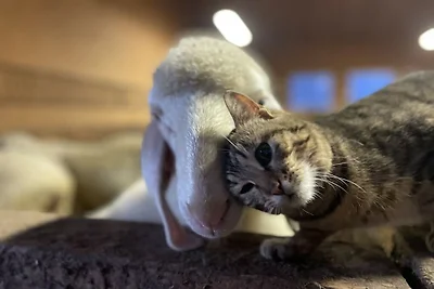 Ferienwohnung mit 2 Schlafzimmer