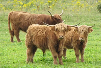 Ferienhaus in De Koog am Meer