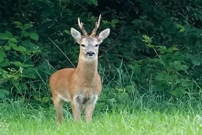 Huisje in Veluwe bij Hoge Veluwe Park
