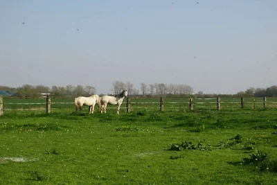 Ferienhaus in Balje mit Wifi