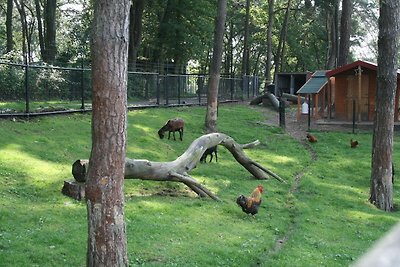 Holzchalet mit WiFi bei Brunssummerheide