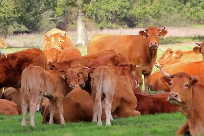 Umgebung (Sommer) (1-5 km) Umgebung (Sommer) (1-5 km)