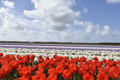 Studio Hazenborgh in Callantsoog in...