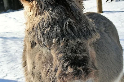 Kuća za odmor Dopust za oporavak Elzach