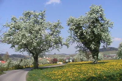 Marlys Schmidt - Haus Dhayana