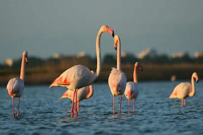 Appartement in Aigues-Mortes vlakbij het...