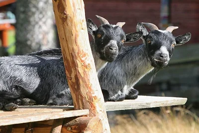 Auf dem Ferienhof Glöckner