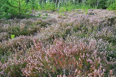 6 Personen Ferienhaus in Nørre Nebel