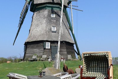 Windmühle Ferienhaus in Farve Garten und...