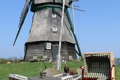 Schöne authentische Mühle nahe am Meer